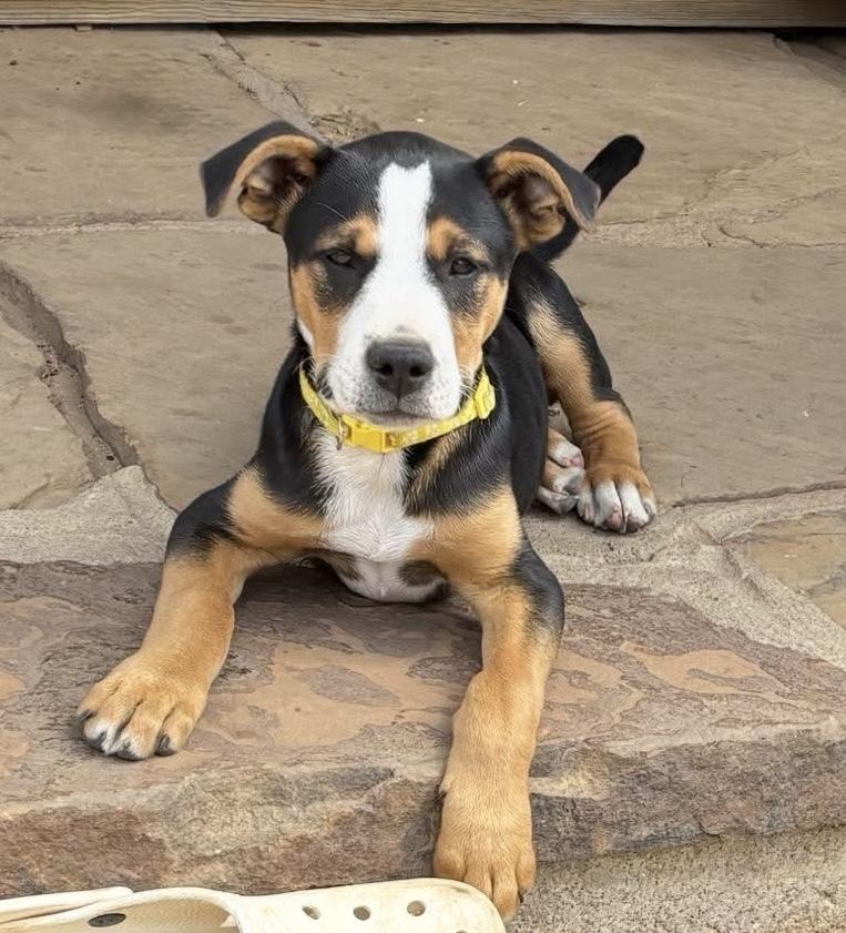 Archer, a Adoptable mixed breed in Warr Acres, OK image 2/6