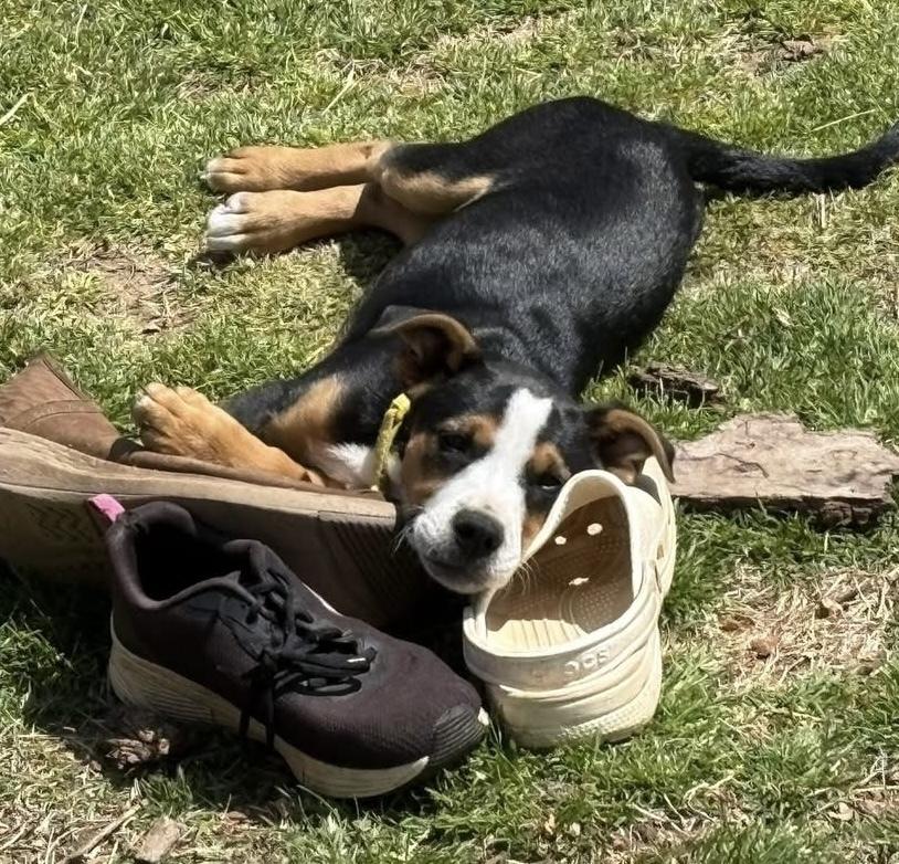 Archer, a Adoptable mixed breed in Warr Acres, OK image 3/6