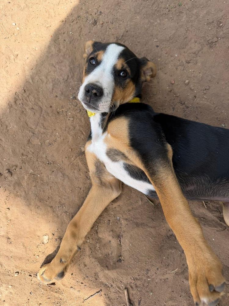 Archer, a Adoptable mixed breed in Warr Acres, OK image 4/6