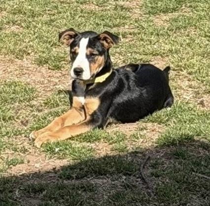 Archer, a Adoptable mixed breed in Warr Acres, OK image 5/6
