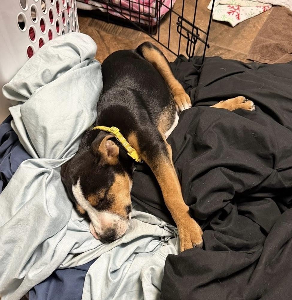 Archer, a Adoptable mixed breed in Warr Acres, OK image 6/6