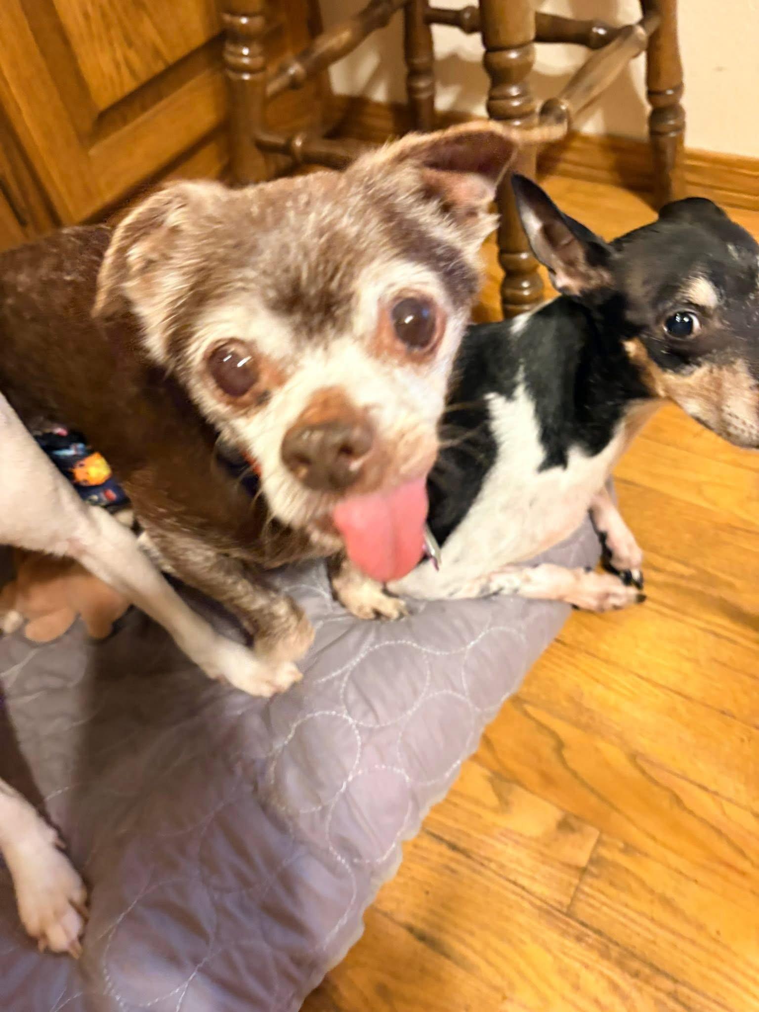 Enlarge Cassidy, a Adoptable Chihuahua in New London, WI image 1/3
