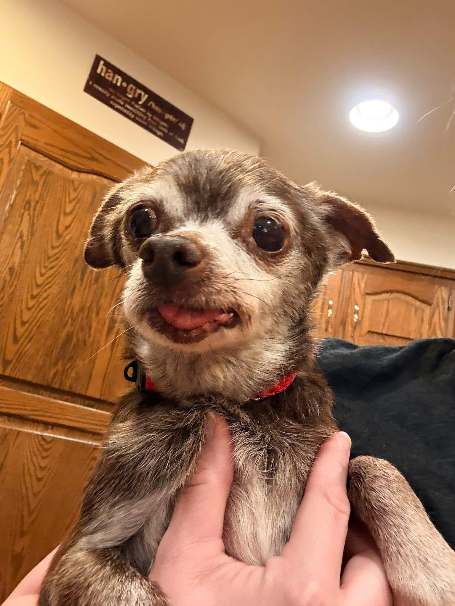 Enlarge Cassidy, a Adoptable Chihuahua in New London, WI image 2/3
