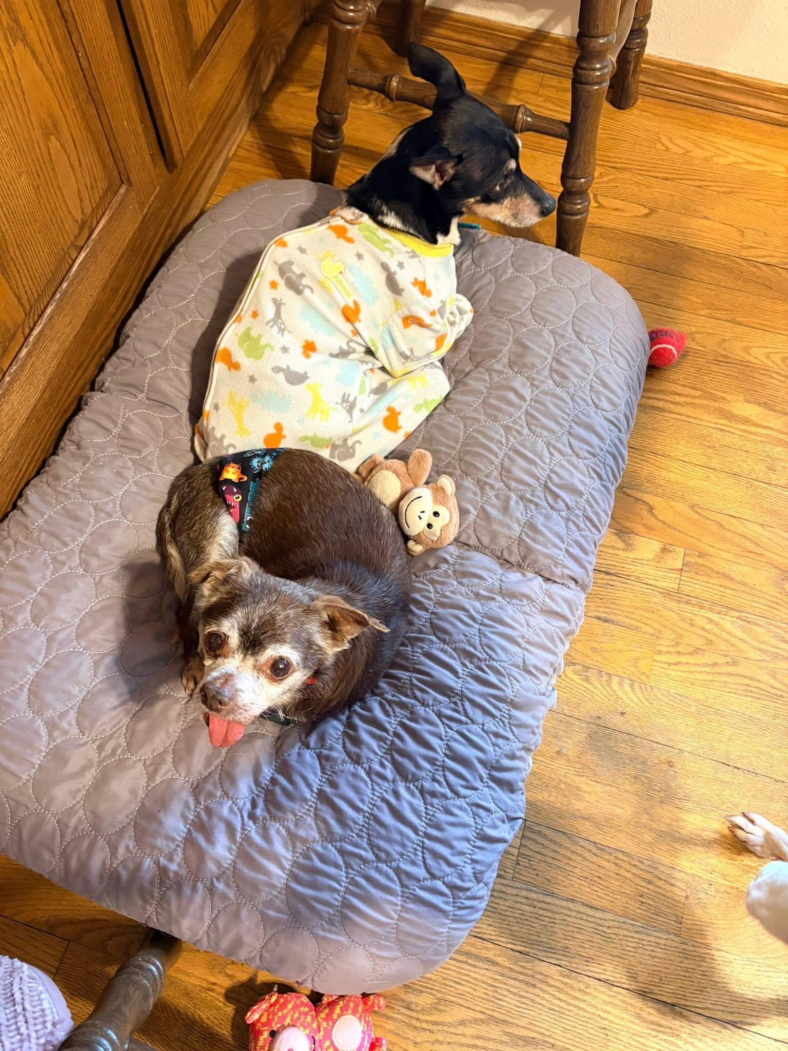 Enlarge Cassidy, a Adoptable Chihuahua in New London, WI image 3/3
