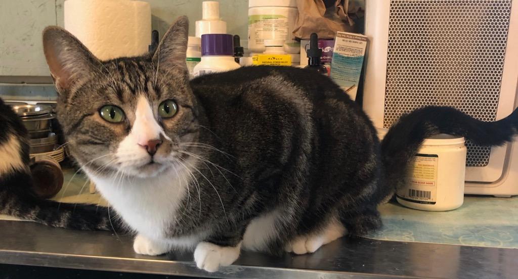 Rudy, Adoptable, Adult Male Domestic Short Hair.