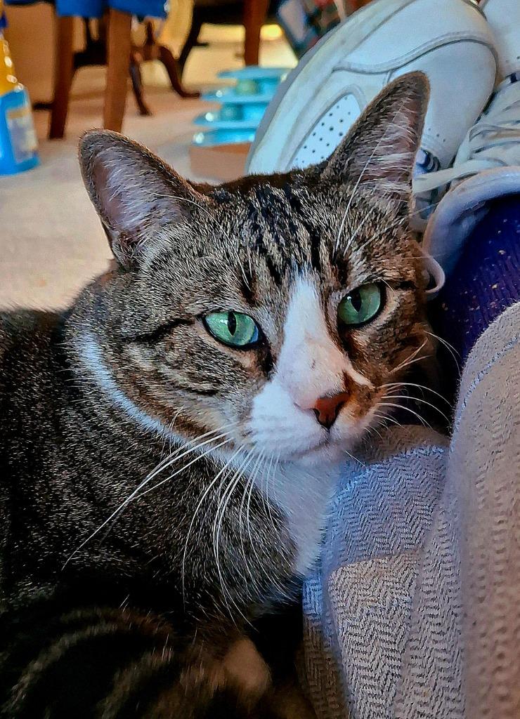 Rudy, Adoptable, Adult Male Domestic Short Hair.