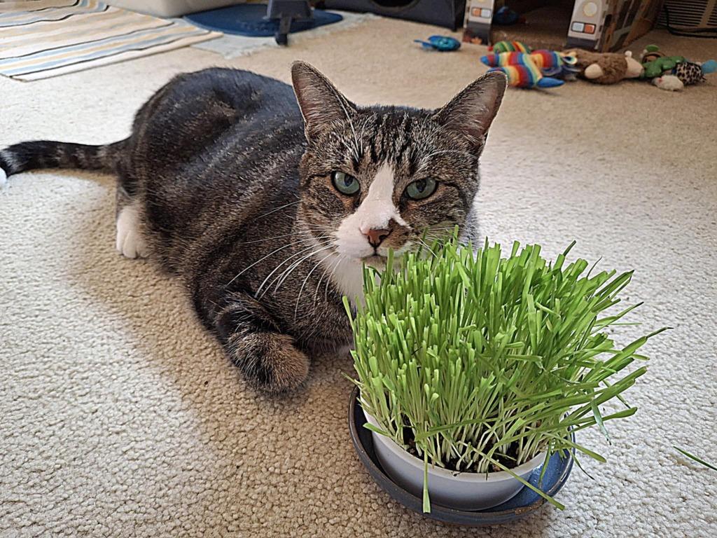 Enlarge Rudy, a Adoptable mixed breed in Ballwin, MO image 3/4