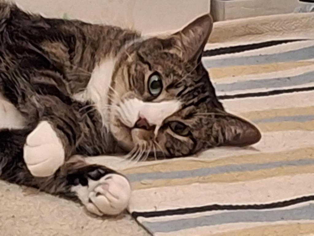 Enlarge Rudy, a Adoptable mixed breed in Ballwin, MO image 4/4