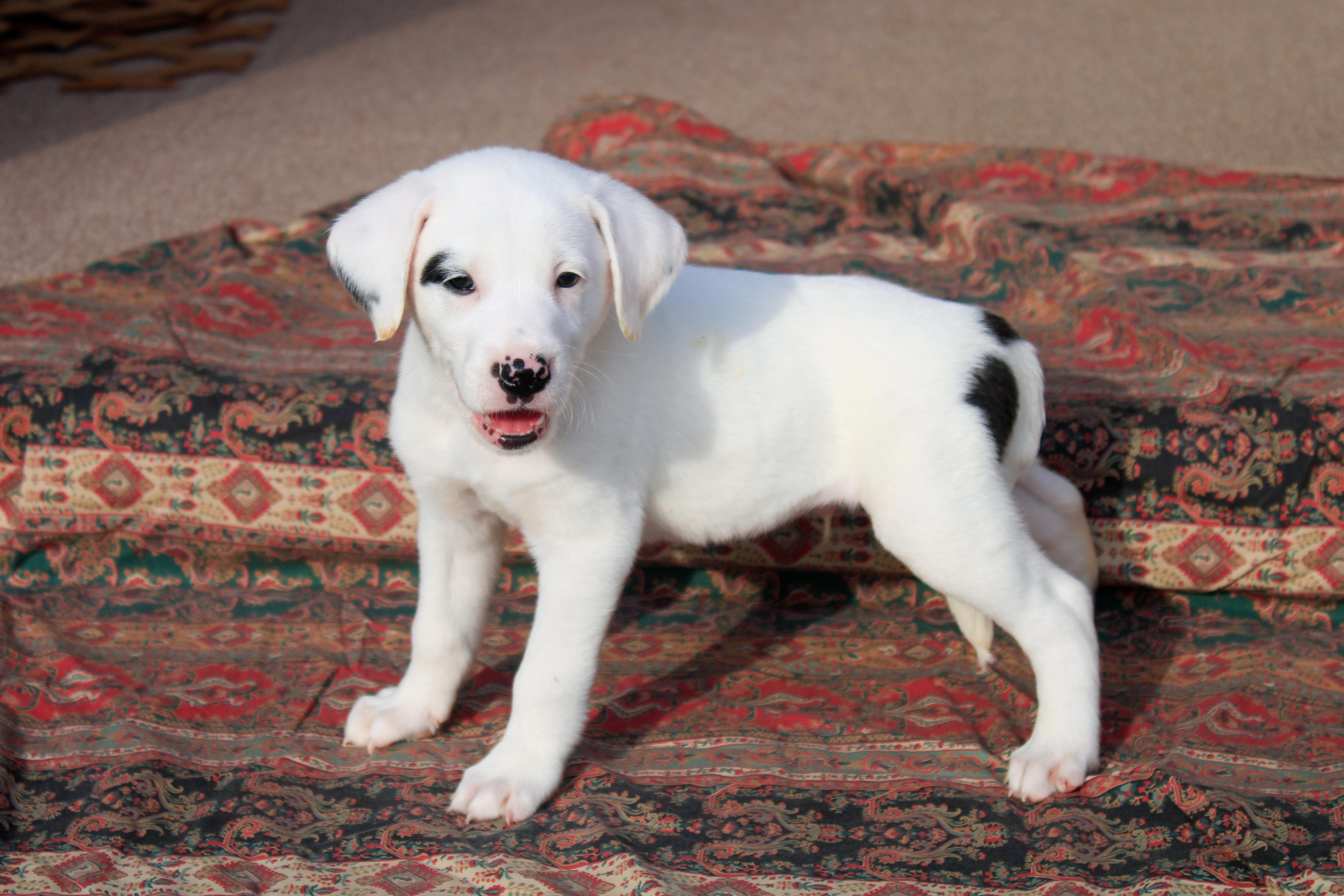 Riley, a Adopted mixed breed in Wytheville, VA image 3/3