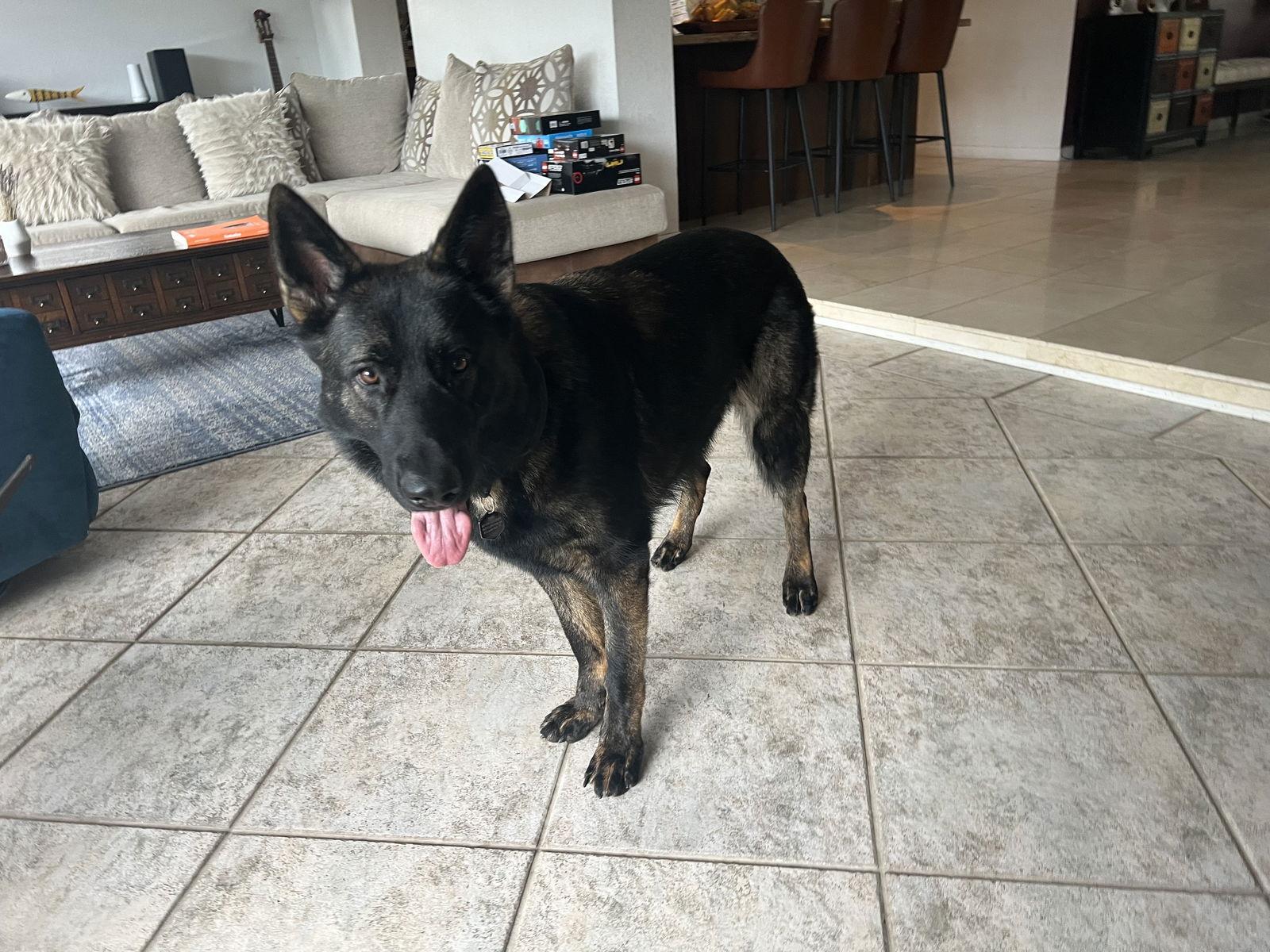 Kaiser 3148, Adoptable, Young Male German Shepherd Dog.