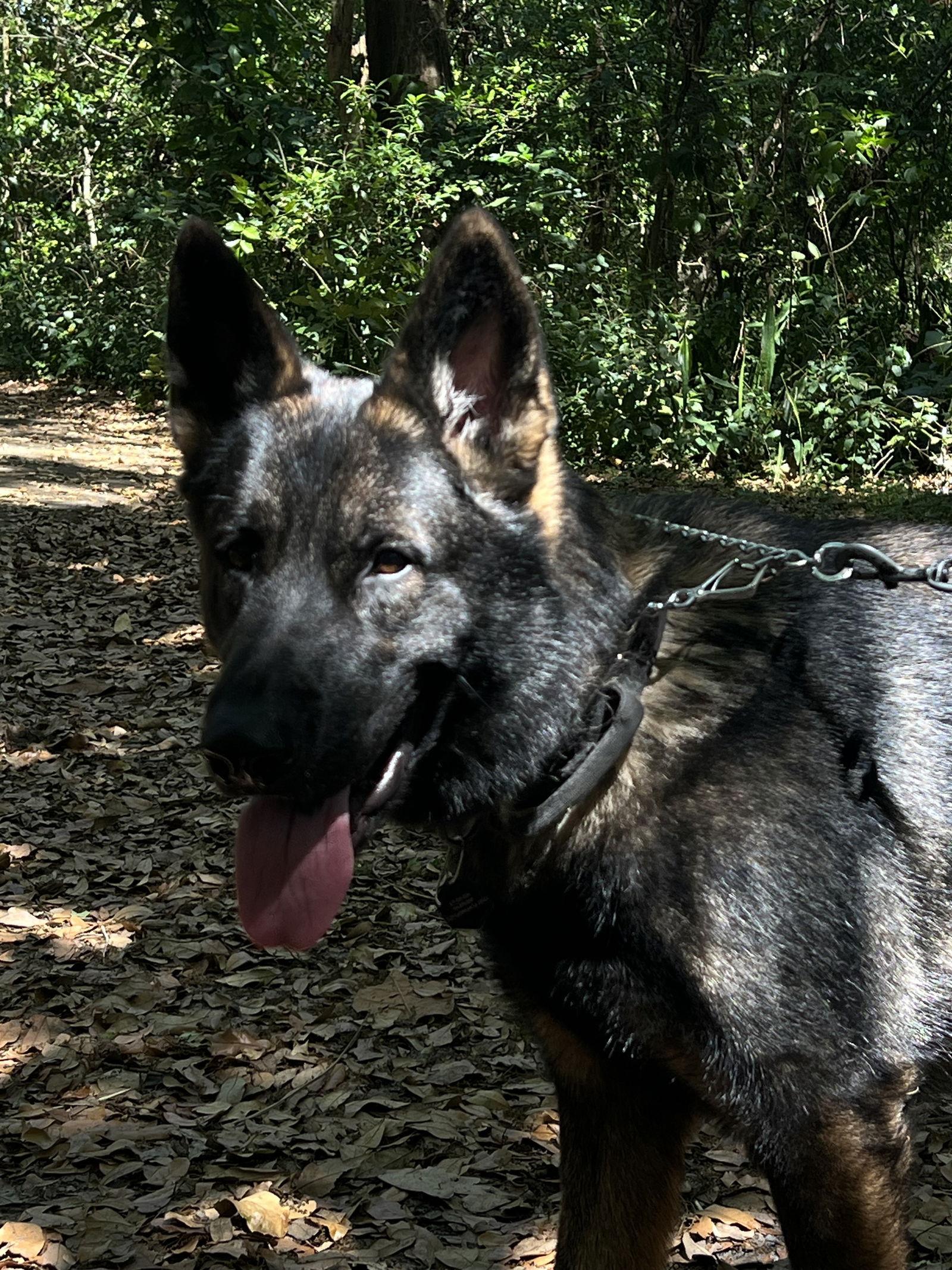 Enlarge Kaiser 3148, a Adoptable German Shepherd Dog in Pompano Beach, FL image 2/3
