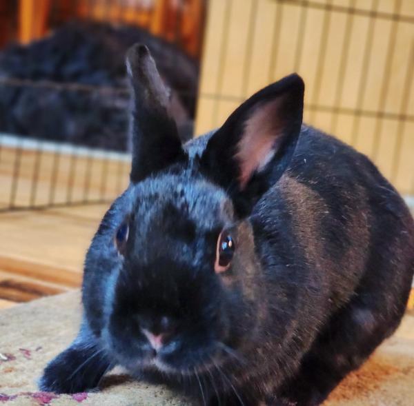 Raven, Adoptable, Adult Female Polish.