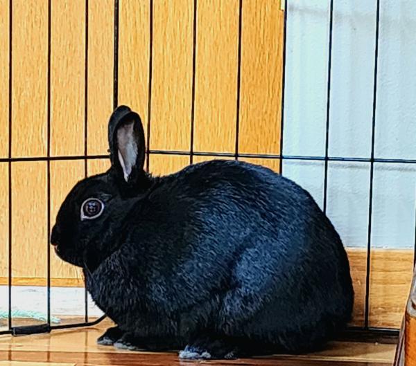 Enlarge Raven, a Adoptable Polish in Kalamazoo, MI image 2/4