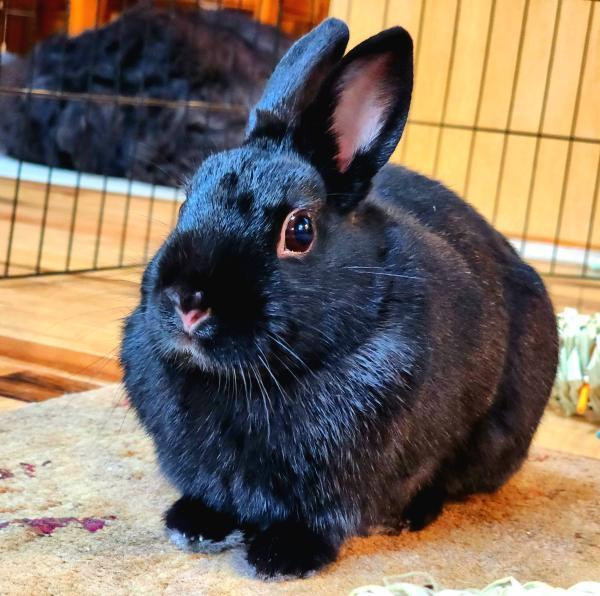 Enlarge Raven, a Adoptable Polish in Kalamazoo, MI image 3/4