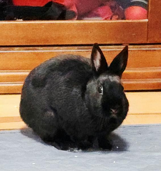 Enlarge Raven, a Adoptable Polish in Kalamazoo, MI image 4/4