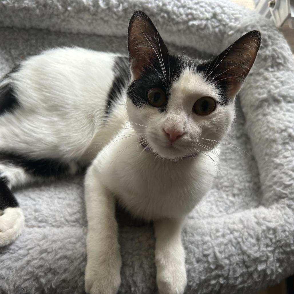 Ursula, Adoptable, Young Female Domestic Short Hair.