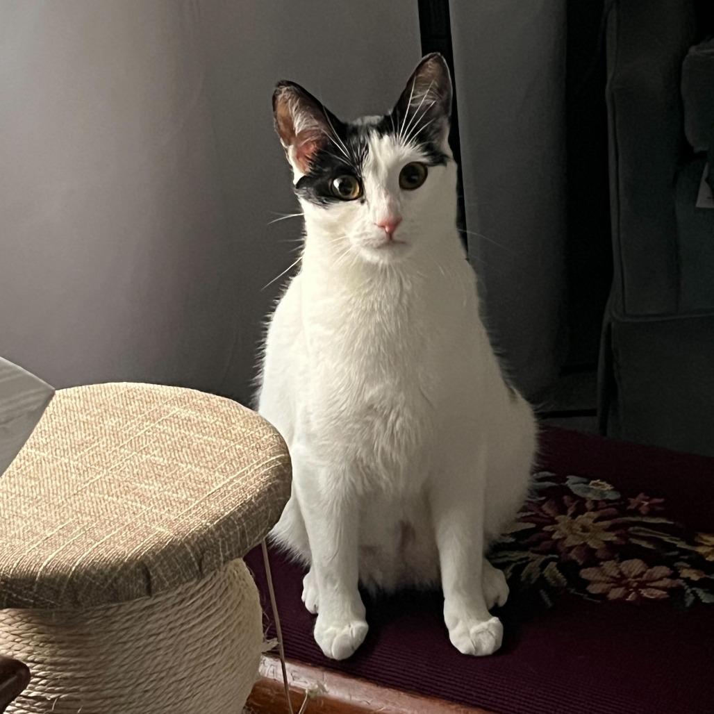 Enlarge Ursula, a Adoptable Domestic Short Hair in Charlotte, NC image 2/6