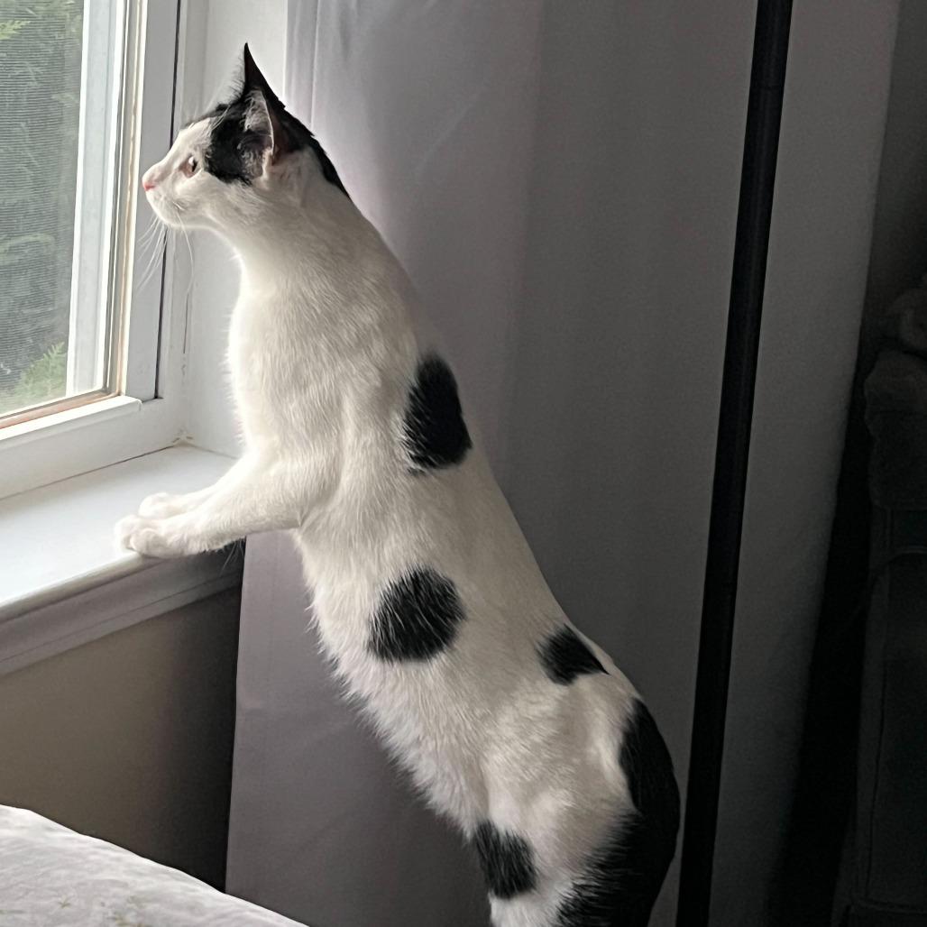 Enlarge Ursula, a Adoptable Domestic Short Hair in Charlotte, NC image 4/6