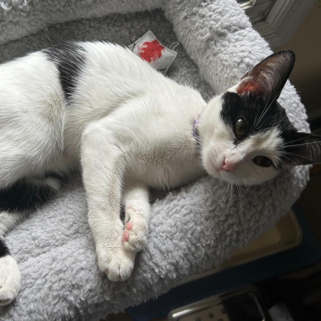 Enlarge Ursula, a Adoptable Domestic Short Hair in Charlotte, NC image 5/6