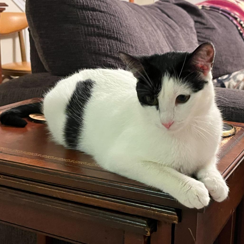 Enlarge Ursula, a Adoptable Domestic Short Hair in Charlotte, NC image 5/6