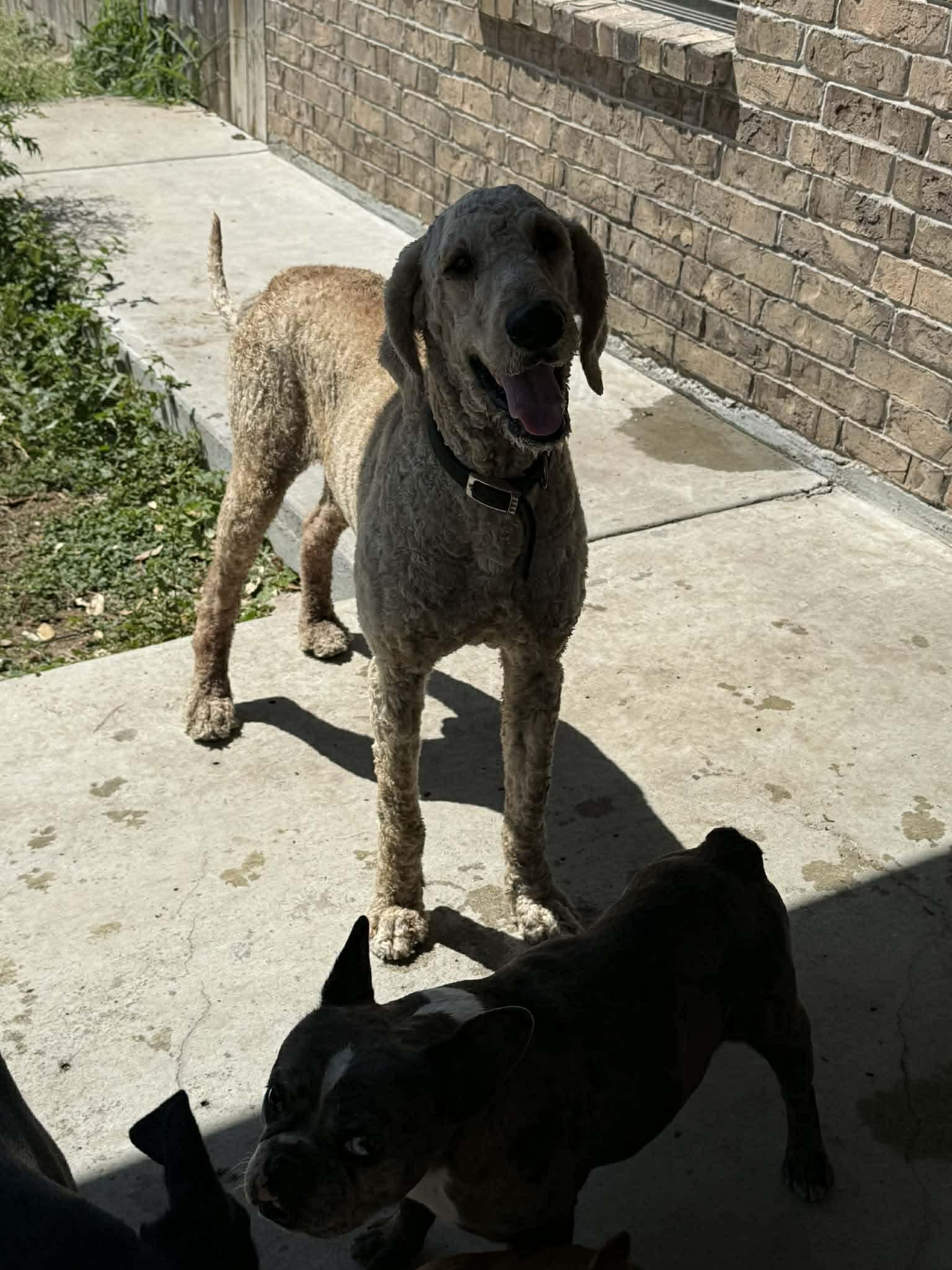 Enlarge Bear, an adoptable Standard Poodle in Boise, ID image 3/4