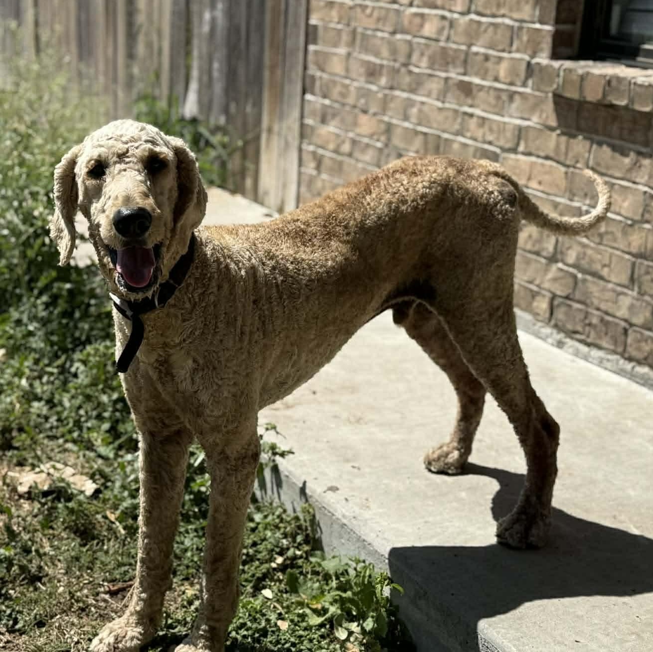 Enlarge Bear, an adoptable Standard Poodle in Boise, ID image 1/4