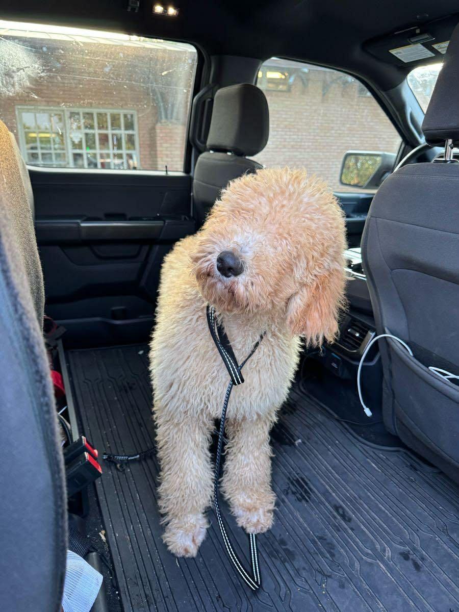 Enlarge Bear, an adoptable Standard Poodle in Boise, ID image 2/4