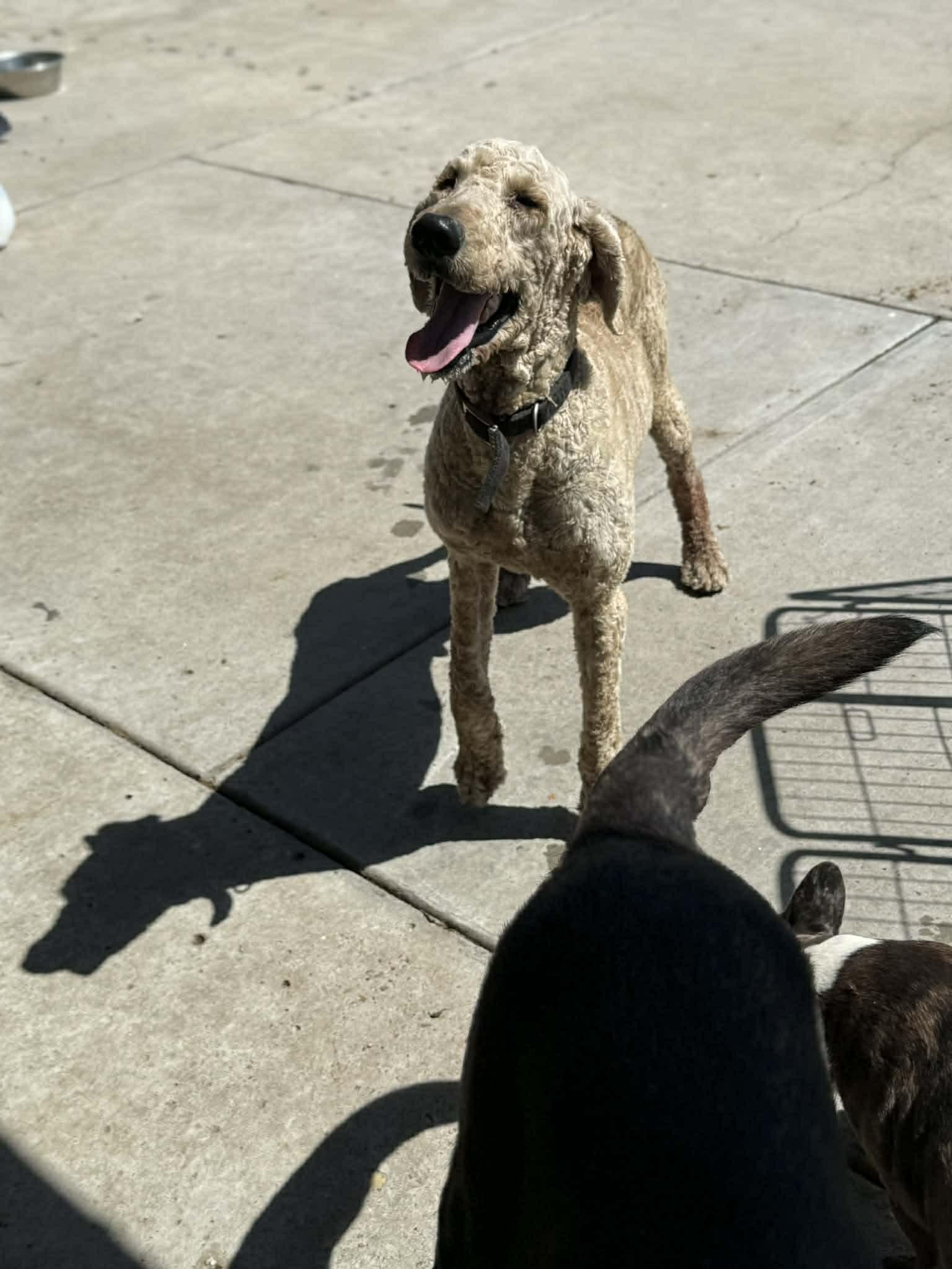 Enlarge Bear, an adoptable Standard Poodle in Boise, ID image 4/4
