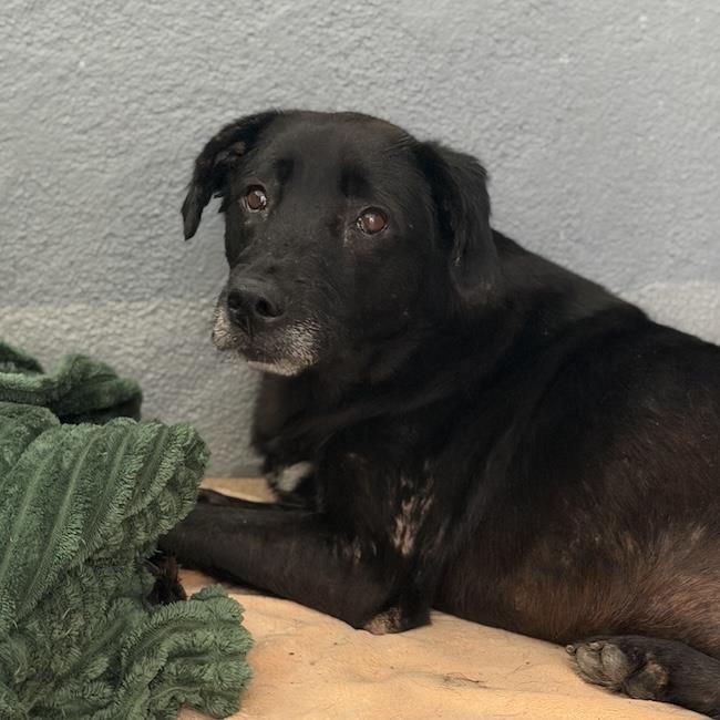 Glory, a Adoptable Labrador Retriever in San Diego, CA image 1/3
