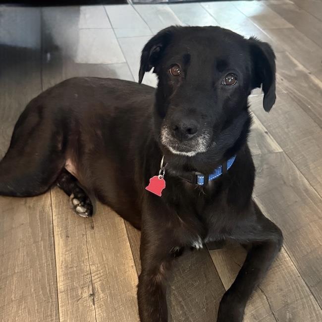 Glory, a Adoptable Labrador Retriever in San Diego, CA image 2/3