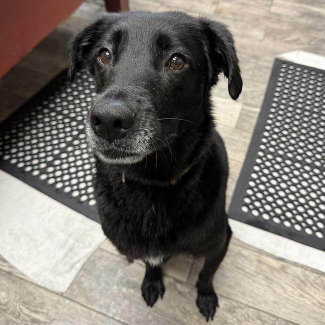Glory, Adoptable, Adult Female Labrador Retriever.