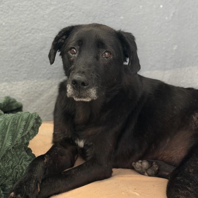 Glory, a Adoptable Labrador Retriever in San Diego, CA image 3/3