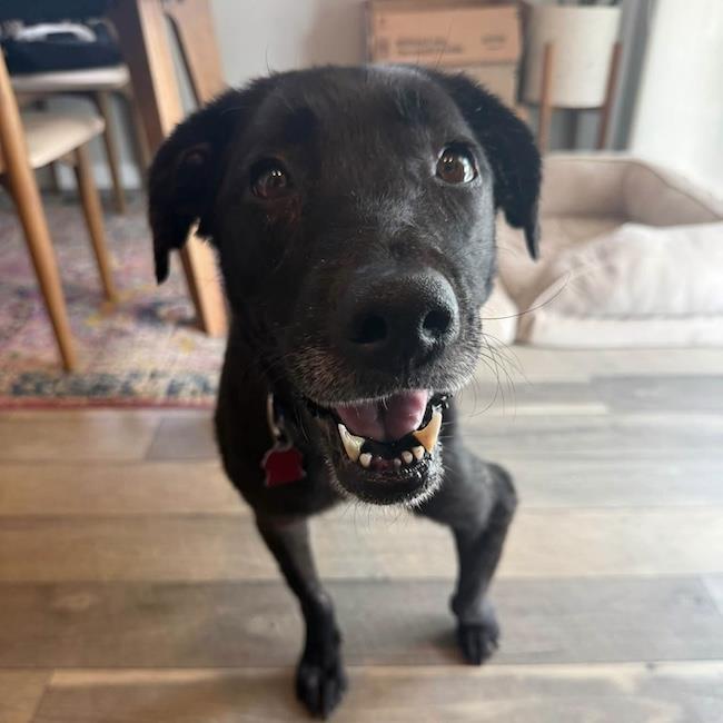Enlarge Glory, a Adoptable Labrador Retriever in San Diego, CA image 2/3