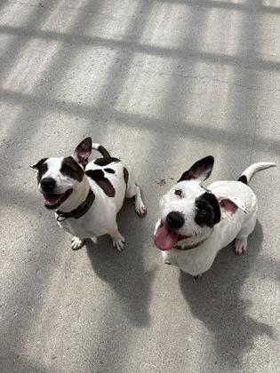 Jackie & Daisy Bonded Pair, Adoptable, Puppy Female Pit Bull Terrier & Mixed Breed.