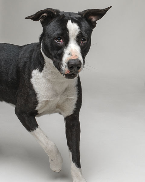 Baby, a Adoptable mixed breed in North Augusta, SC image 1/6