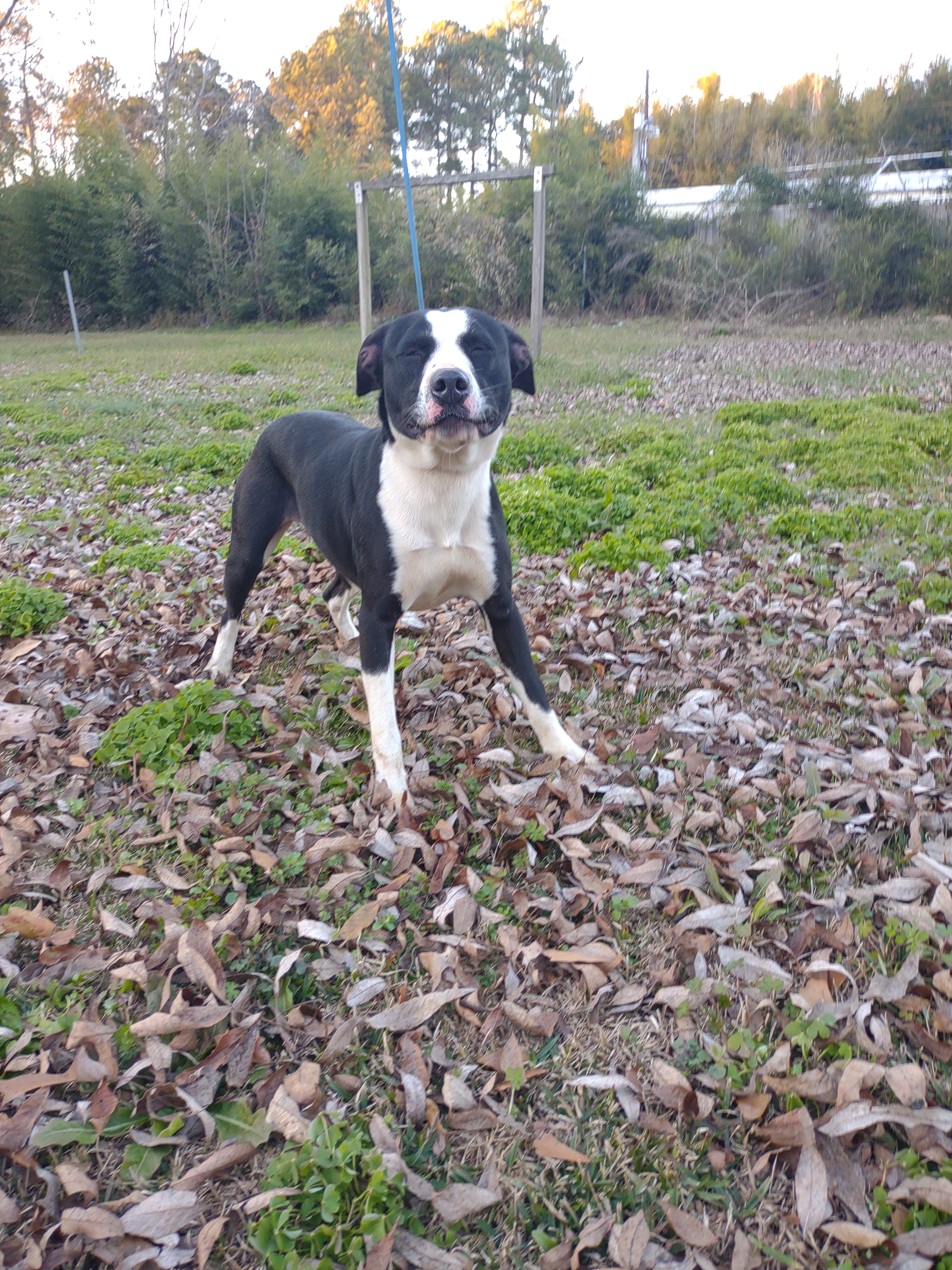 Baby, a Adoptable mixed breed in North Augusta, SC image 2/6