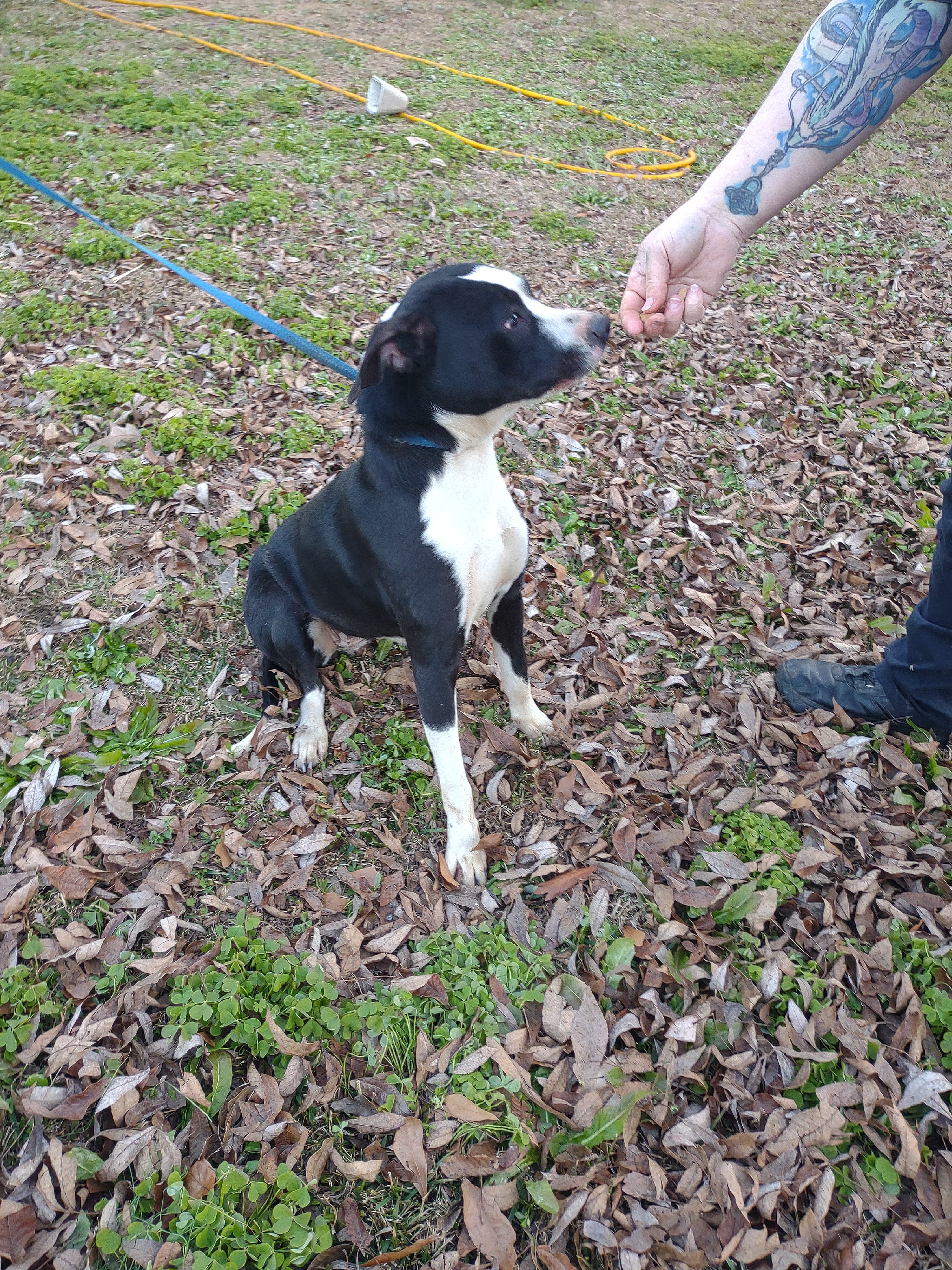 Baby, a Adoptable mixed breed in North Augusta, SC image 3/6