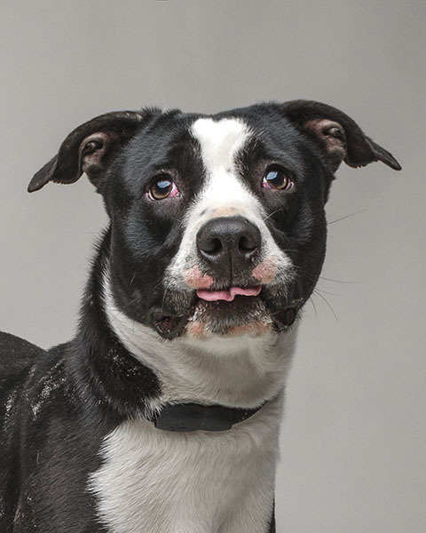 Baby, Adoptable, Young Female American Staffordshire Terrier.