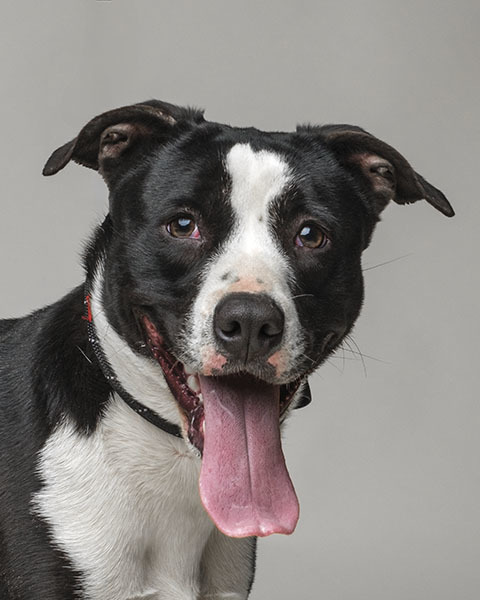 Baby, a Adoptable mixed breed in North Augusta, SC image 5/6