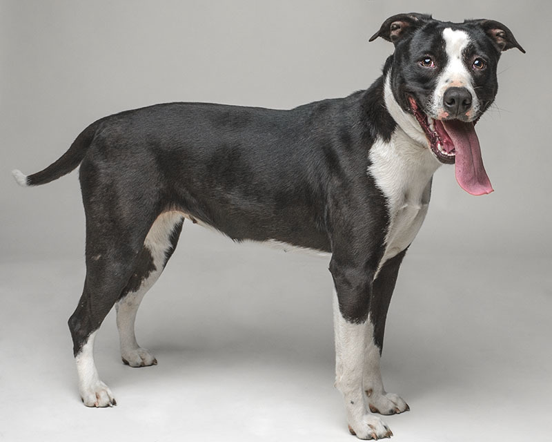 Baby, a Adoptable mixed breed in North Augusta, SC image 6/6