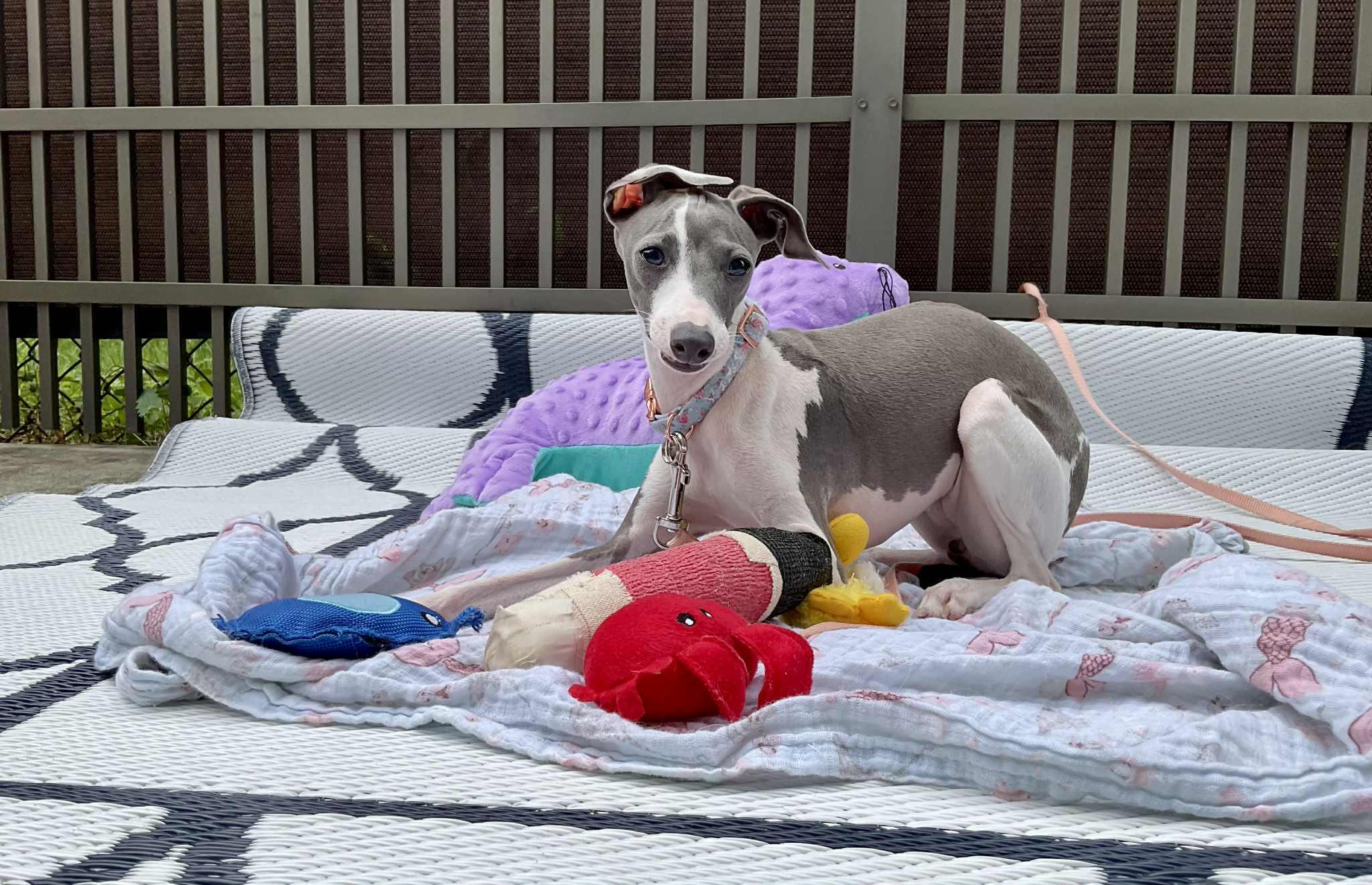 Enlarge Dina, a Adopted Italian Greyhound in Edgewater, MD image 3/6