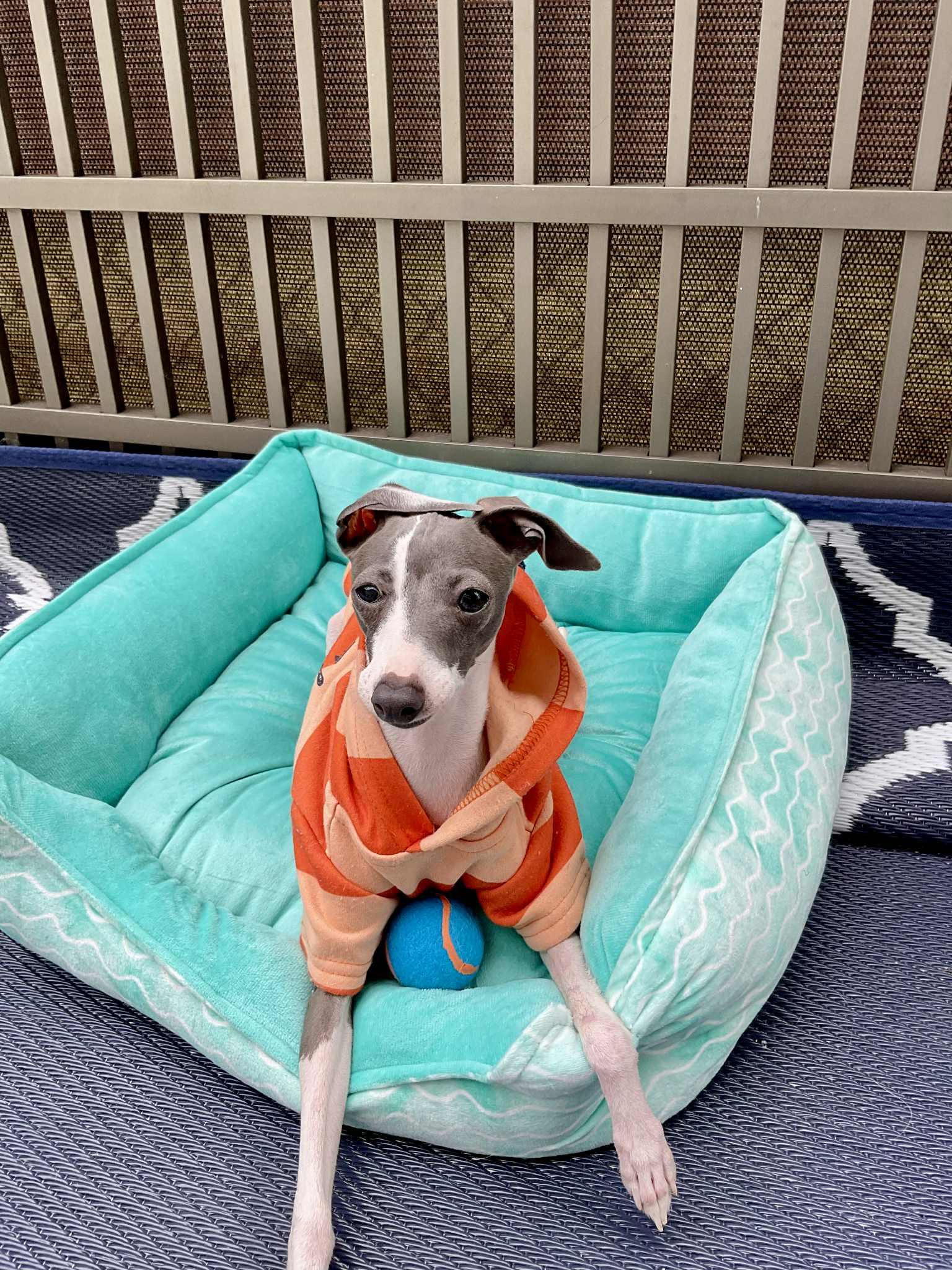 Enlarge Dina, a Adopted Italian Greyhound in Edgewater, MD image 4/6