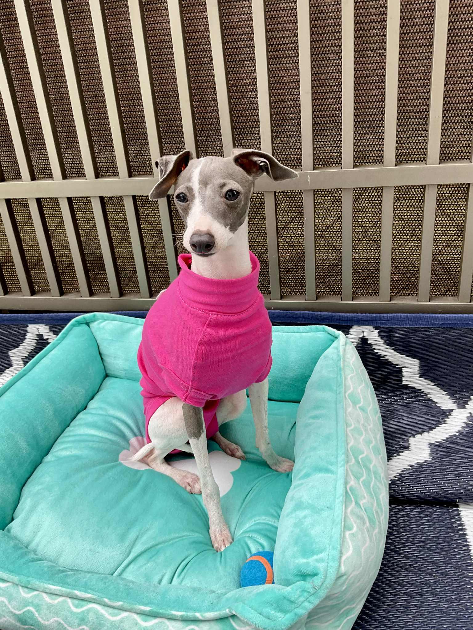 Dina, Adopted, Young Female Italian Greyhound.