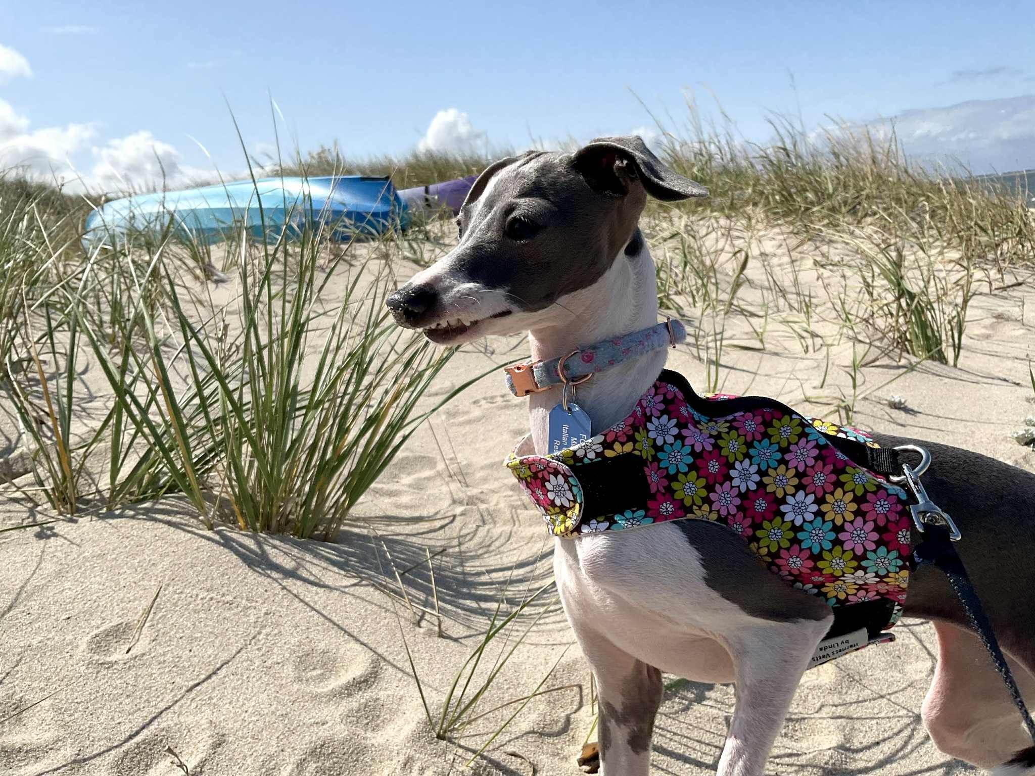 Enlarge Dina, a Adopted Italian Greyhound in Edgewater, MD image 2/6