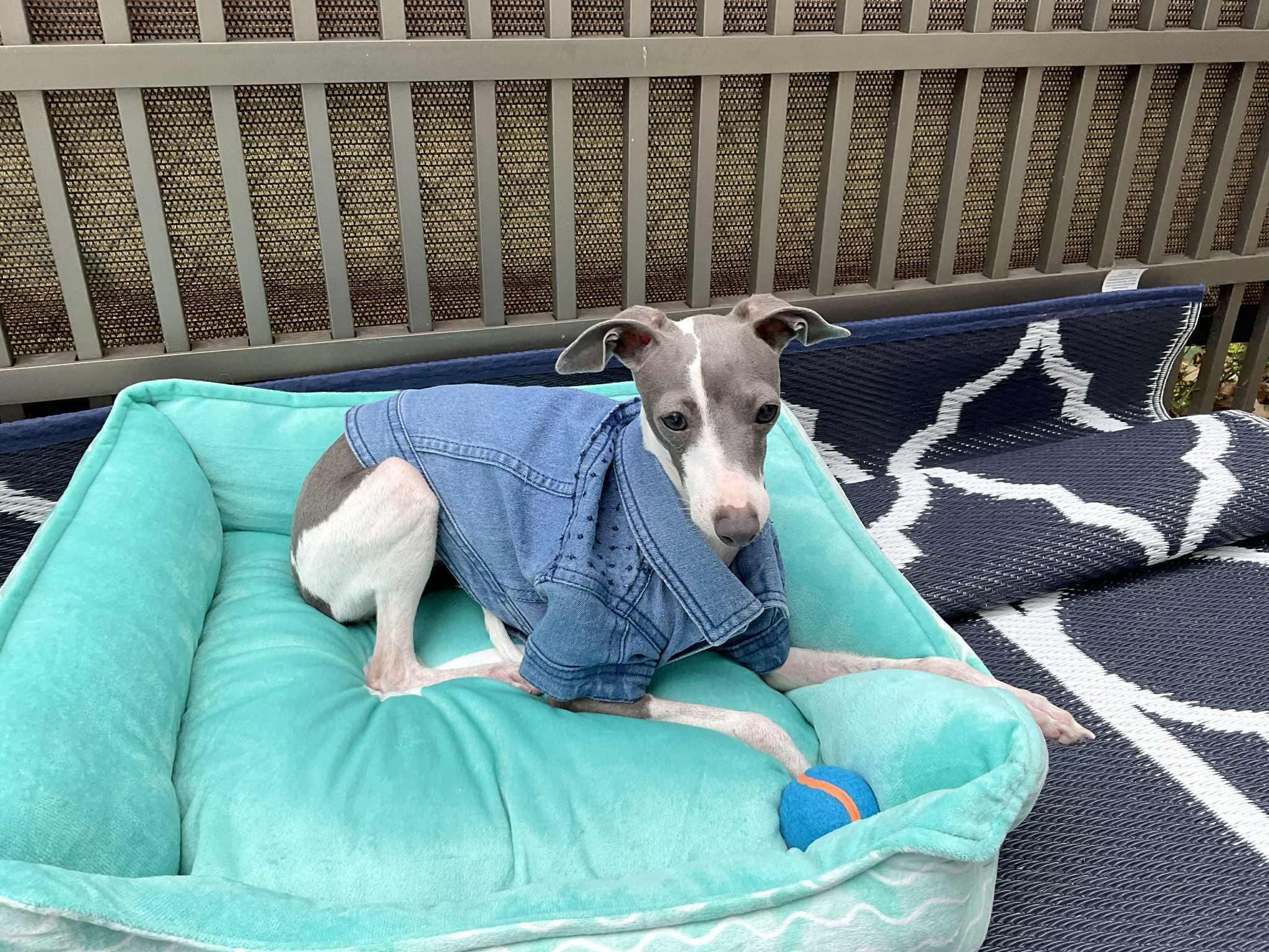 Enlarge Dina, a Adopted Italian Greyhound in Edgewater, MD image 5/6