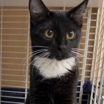 Loretta Lynn, Adoptable, Kitten Female Domestic Short Hair.
