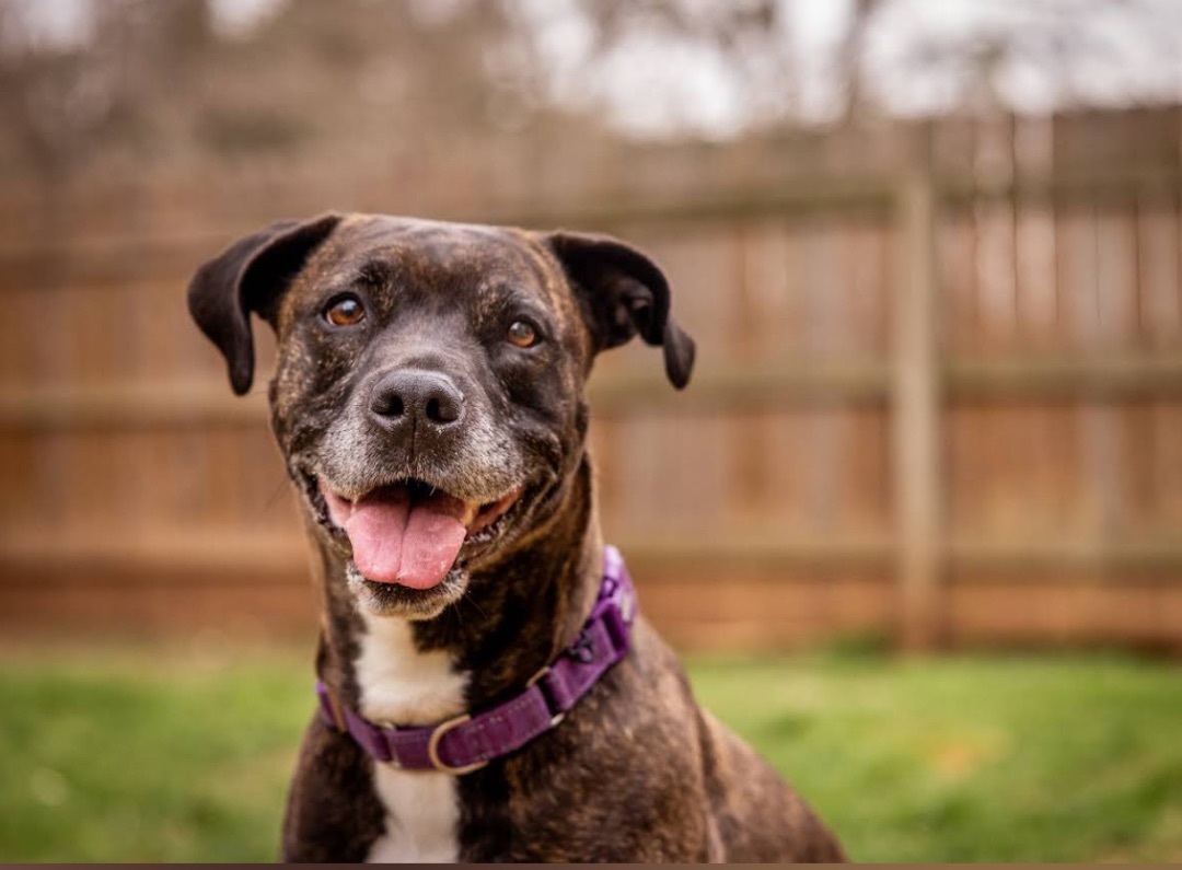 Dog for adoption Eve, an American Staffordshire Terrier & Cane Corso Mix in TX