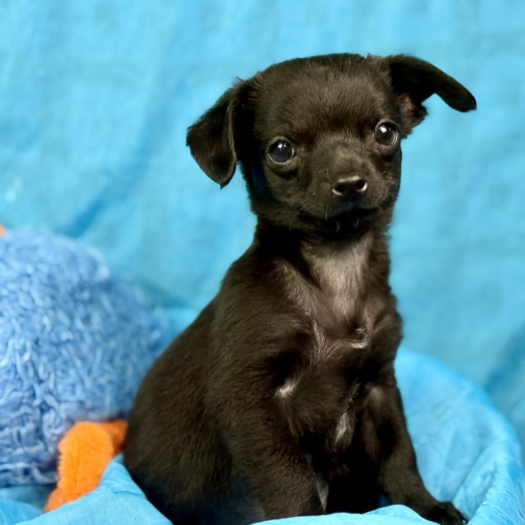 Rooster: Cutest overbite, Adoptable, Puppy Male Chihuahua.