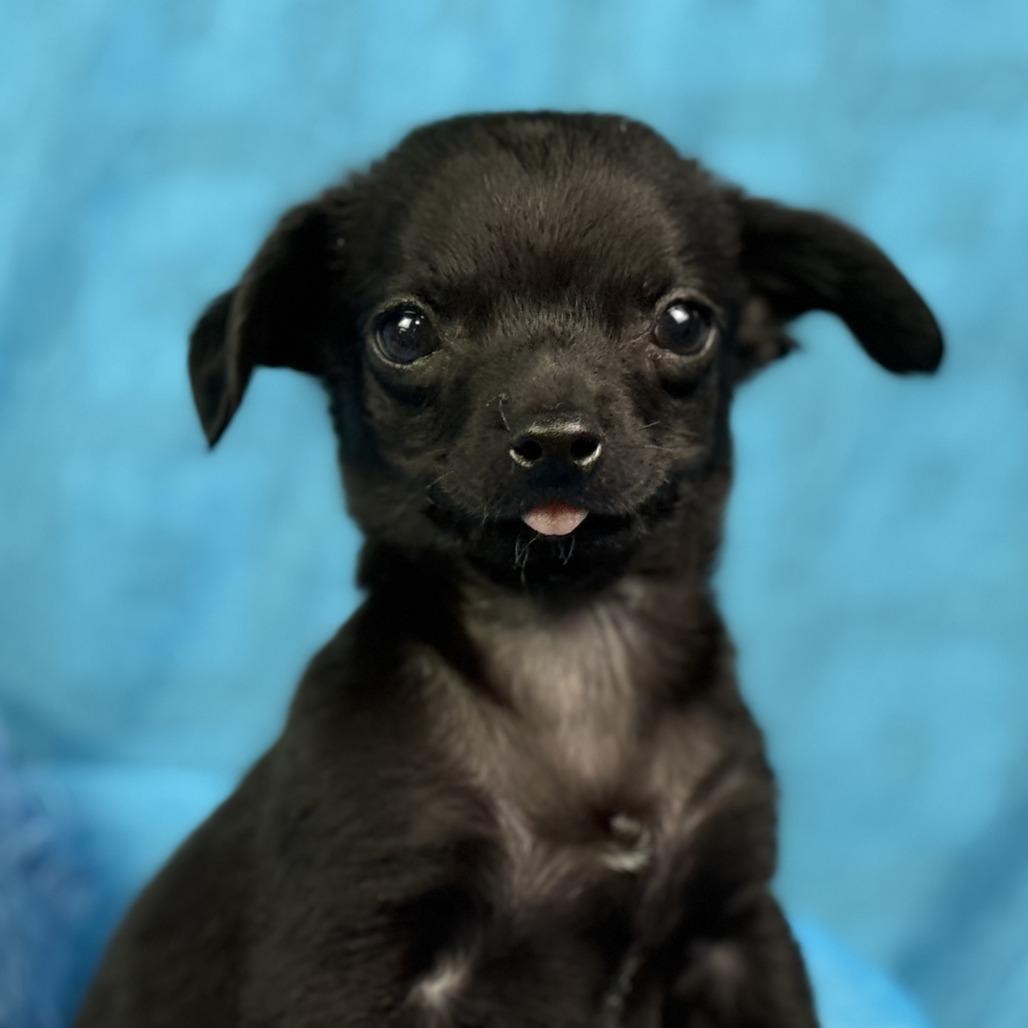 Enlarge Rooster: Cutest overbite, a Adoptable mixed breed in Austin, TX image 6/6