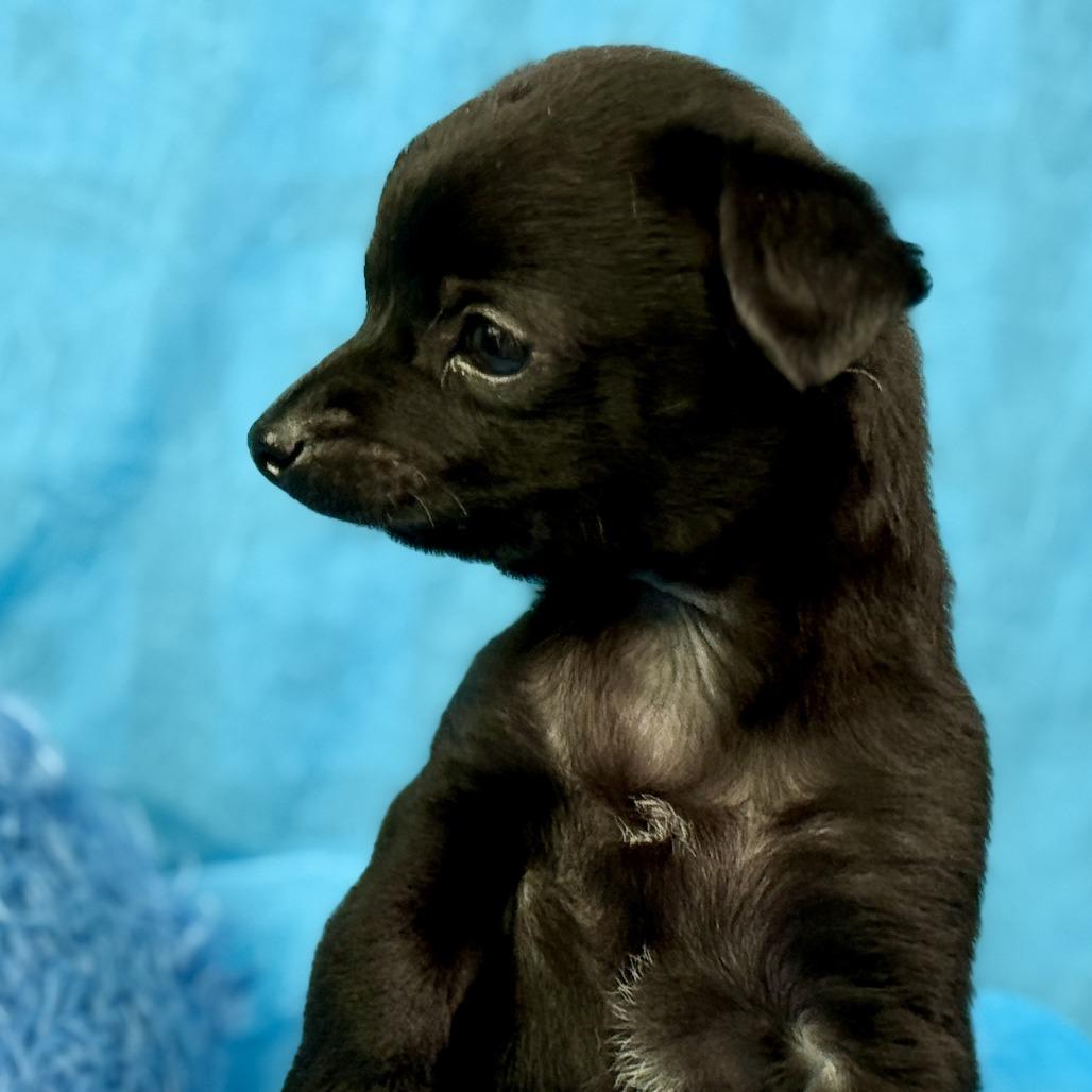Enlarge Rooster: Cutest overbite, a Adoptable mixed breed in Austin, TX image 5/6